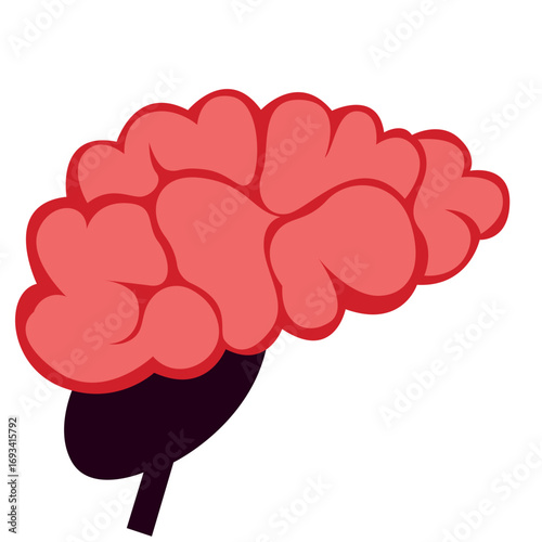 Human brain in pink with dark stem. Perfect for neuroscience graphics, anatomy education, or medical and psychology illustrations.