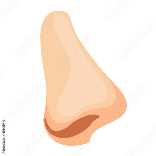 Side profile of human nose. Suitable for anatomy illustrations, respiratory health graphics, or medical and biology designs.