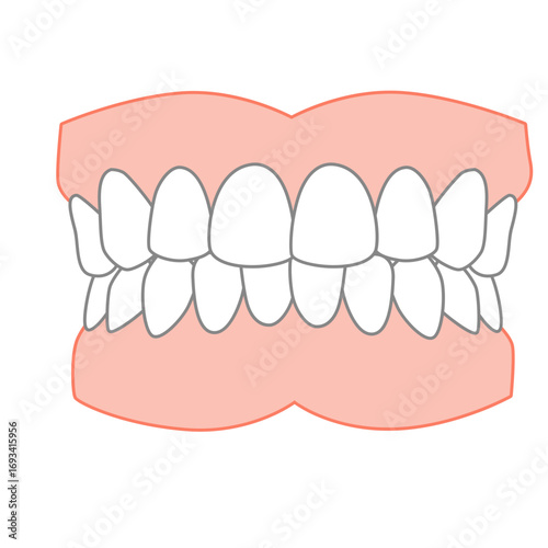 Full set of human teeth with upper and lower rows in pink gums. Perfect for dental or anatomy illustrations.