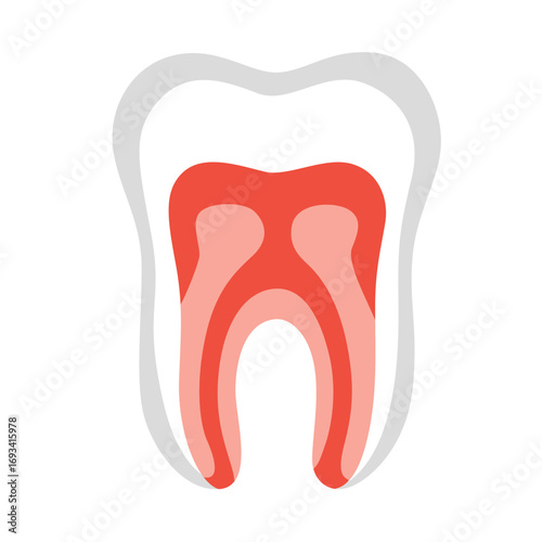 Human tooth with highlighted roots in red. Suitable for dental care graphics, anatomy diagrams, or oral health education.