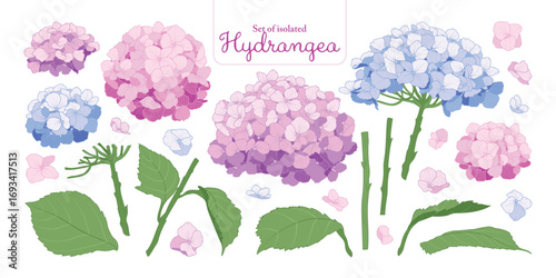 Hydrangea flower set isolated on transparent background, Botanical illustration in pastel colors, pink, blue and purple, hand-drawn style.