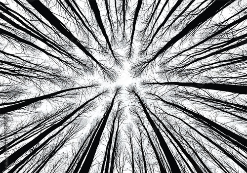 Looking up through tall bare trees in a forest towards the bright sky in a striking black and white perspective