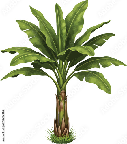 Lush green banana tree with large leaves and textured trunk isolated on white background