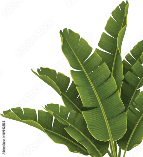 Vibrant green banana leaves with distinct veins create a lush tropical plant against a clean white background