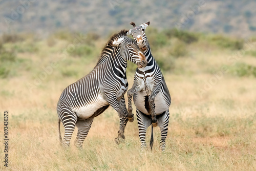 Photography Two zebra playing and fighting in the Kenyan wild.