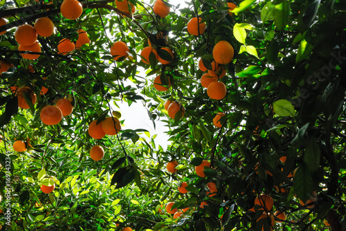 Fresh Navel Oranges Growing on Trees in Citrus Orchard Grove
