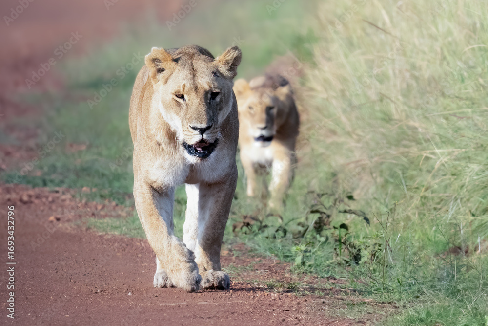 Fototapeta premium A female lion and cub walking down dirt road in Kenya