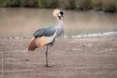 Grey-Crowned Crane: National Bird of Uganda. Walking on a dirt road near a pond.