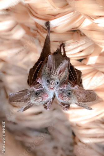 Three heart nose bats hanging in rafters.