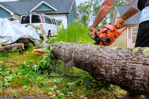 Obraz na plátne Service man operates chainsaw to remove large fallen tree from yard in suburban neighborhood after storm