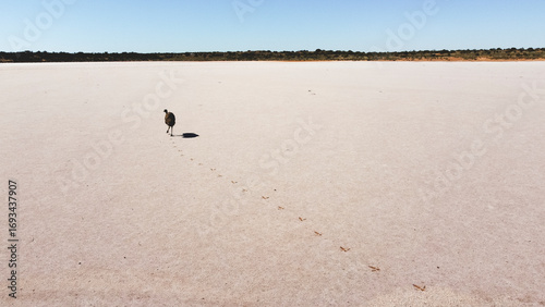 Emu walking on a salt lake, Northern Territory, Australia