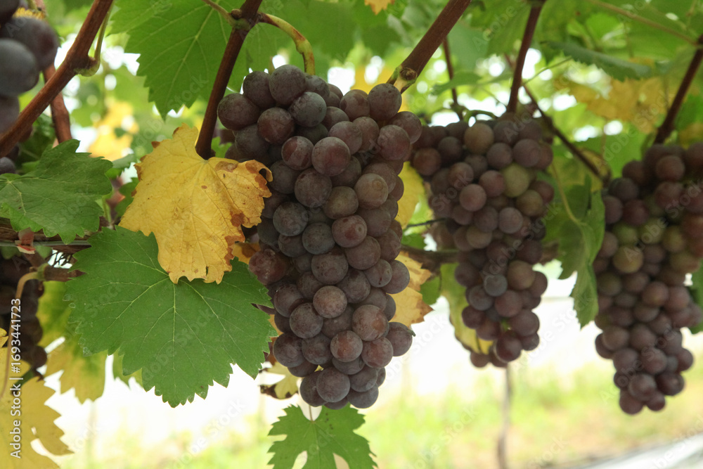 custom made wallpaper toronto digitalFresh Purple Grapes Ready for Harvest in Xinjiang Vineyards with Green Leaves