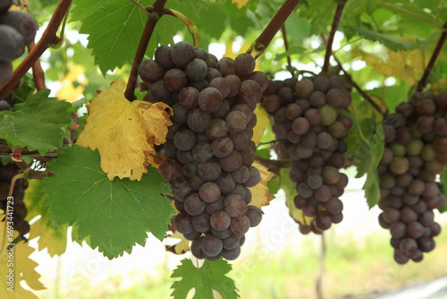 Wallpaper Mural Fresh Purple Grapes Ready for Harvest in Xinjiang Vineyards with Green Leaves Torontodigital.ca