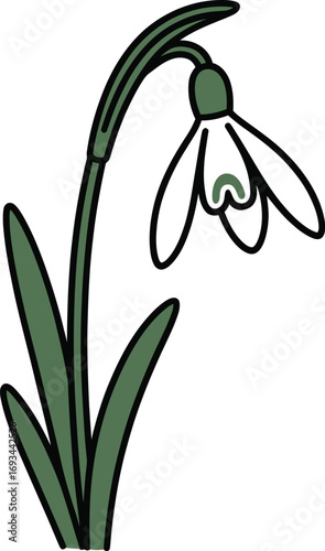 Single simple snowdrop flower silhouette with green leaves