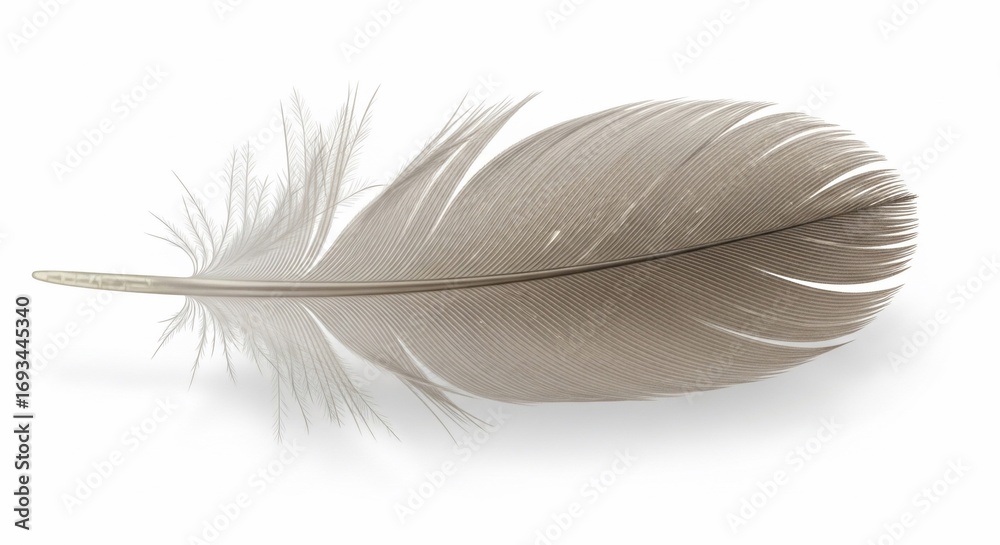 Fototapeta premium Close-up of a single, delicate, grey feather on a white background.