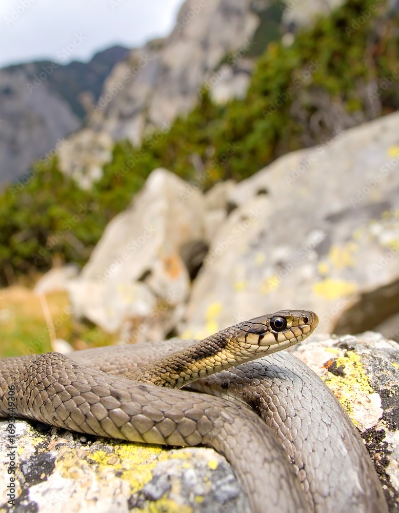 Fototapeta premium Snake on mountain rock