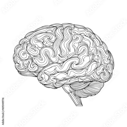Intricate black and white line art illustration of a human brain side view.