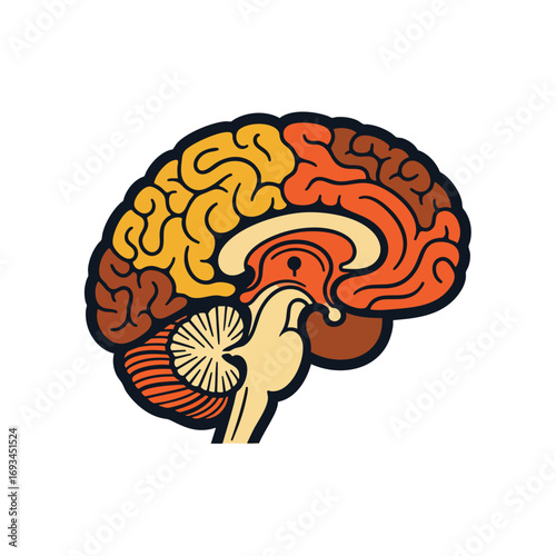 Stylized human brain sagittal view illustration with warm colorcoded lobes and a bold outline.