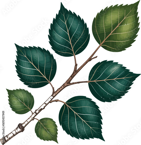 Detailed silhouette of a birch branch with delicate leaves