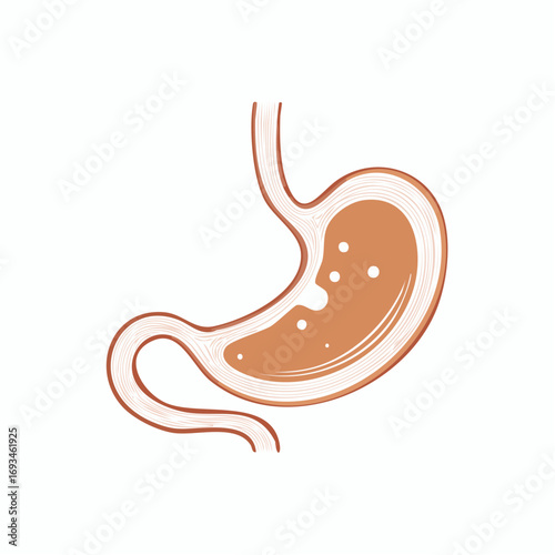 Human stomach showing digestive process with bubbles and liquid, representing digestion and health in a simple, clean style.