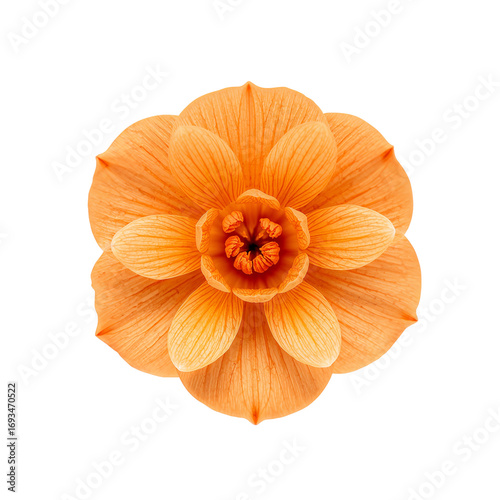 beautiful flower png, colorful flower png, spring flower png, tropical flower png, exotic flower png, fresh flower png, blooming flower png, wild flower png, elegant flower png, realistic flower png