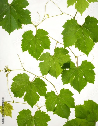 Wallpaper Mural Grapevine leaves on white background Torontodigital.ca