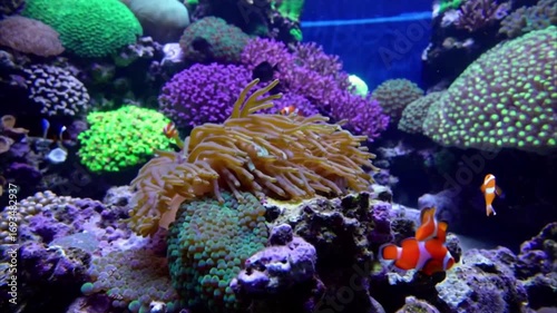 Colorful coral reef aquarium with clownfish
