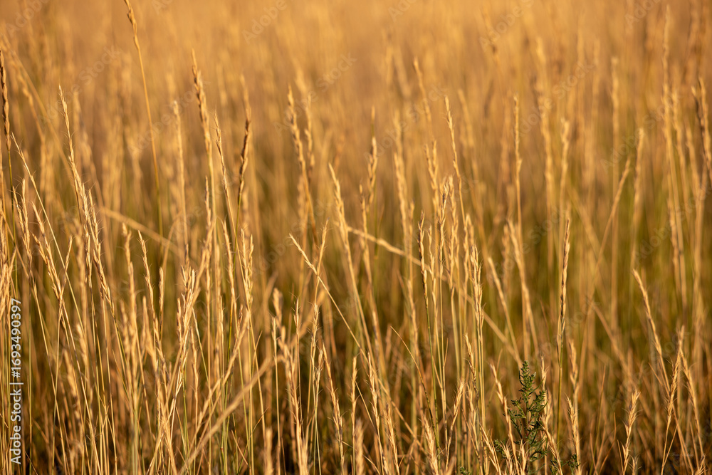 Fototapeta premium Golden wheat field in summer closeup