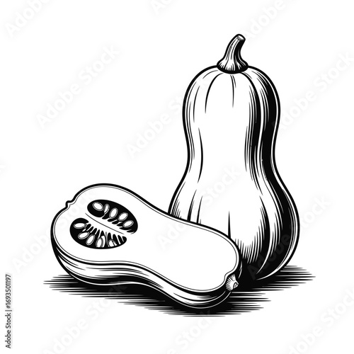 Hand drawn sketch of a butternut squash and its half