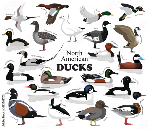 North American Ducks Set Vector Collection