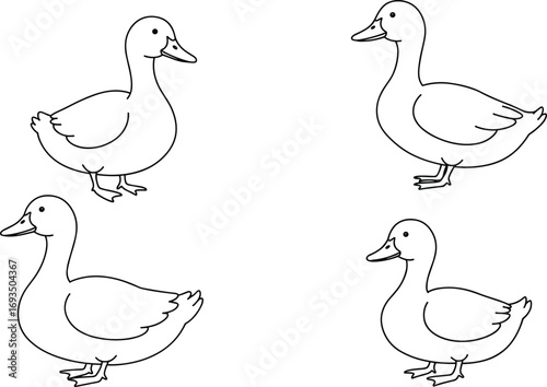 Duck coloring page vector, farm bird outline drawing, domestic duck illustration for kids, black and white duck sketch, printable artwork