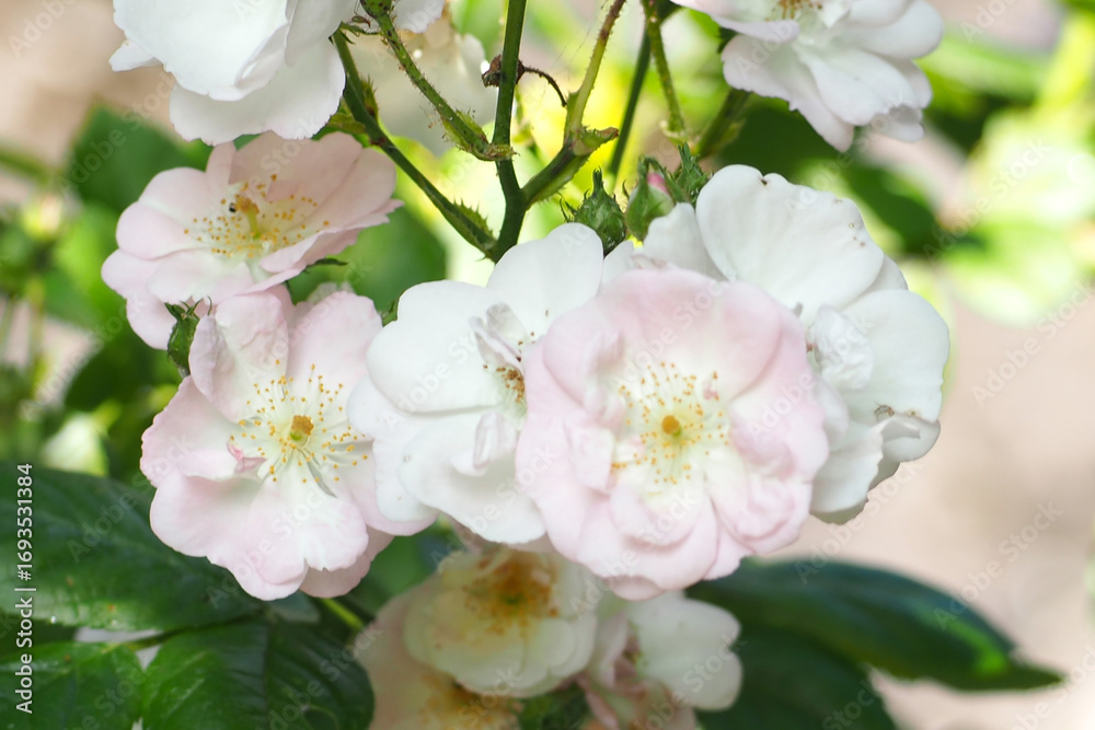 Obraz premium 植物 ６月 バラの花 初夏