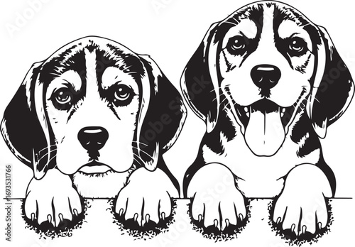 Two Beagle Puppies Peeking Over Edge beagles dogs
