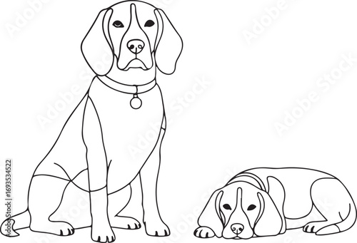 Two Beagle Dogs Sitting and Lying Down beagles pets