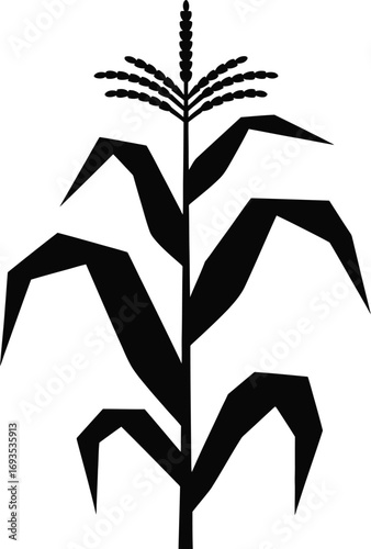 Black corn stalk with leaves and tassel plant agriculture