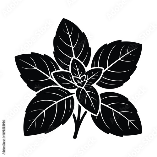 Black and white illustration of a fresh basil plant sprig
