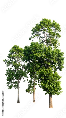 Group of lush green trees (1)