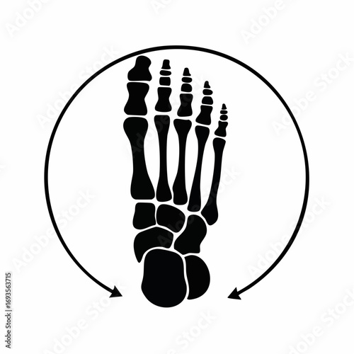 Anatomy of the human foot, showcasing the bones in a stylized illustration