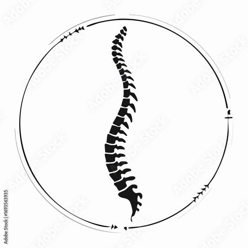 Anatomy of the human spine within a circular frame