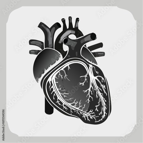 Anatomy of a human heart in grayscale, ideal for medical and educational use