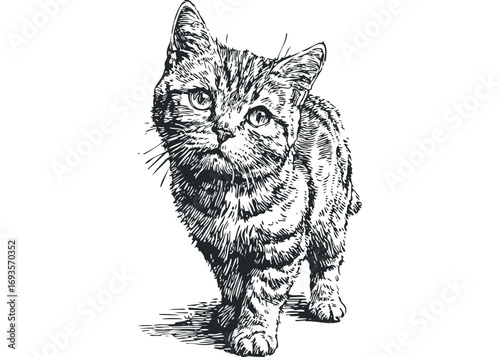 Detailed sketch of a tabby cat with fur texture on a transparent background. Vector hand drawn illustration