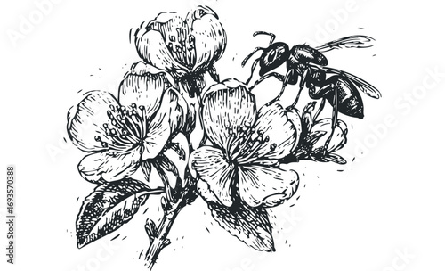 Ink drawing of a bee on blooming flowers on a transparent background. Vector hand drawn illustration