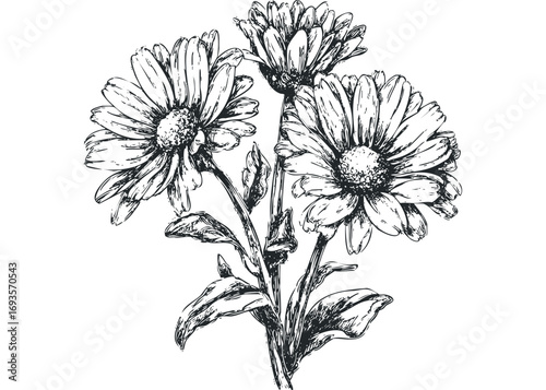 Sketch of three daisies on a transparent background. Vector hand drawn illustration