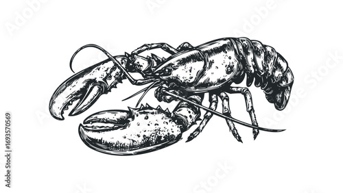 Detailed Ink Drawing of a Lobster on a Transparent Background. Vector hand drawn illustration