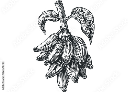 Woodcut bunch of ripe bananas with leaves. Vector hand drawn illustration
