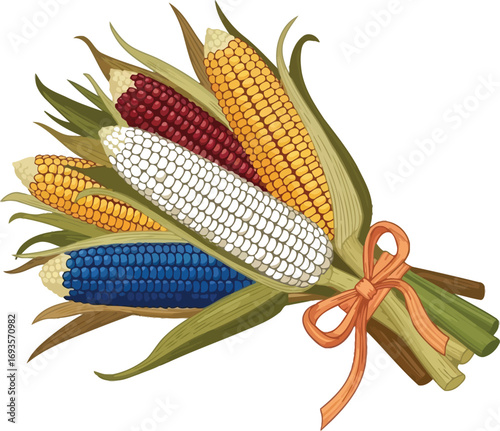 Colorful corn cobs tied with ribbon showcasing autumn harvest and agricultural bounty