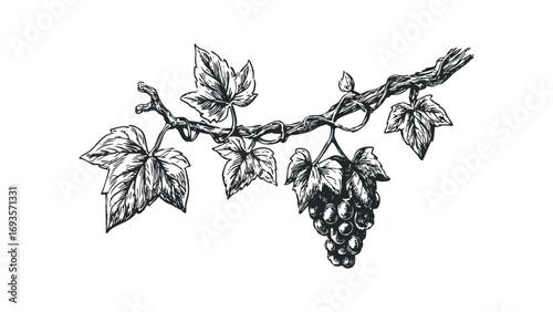 Line art grapevine branch with leaves and grape cluster. Vector hand drawn illustration
