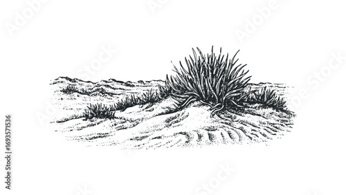 Desert landscape with arid vegetation and sandy terrain on a transparent background. Vector hand drawn illustration