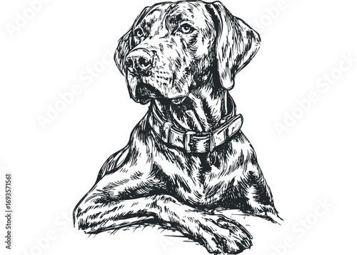 Sketch of a Labrador Retriever dog lying down on transparent background. Vector hand drawn illustration