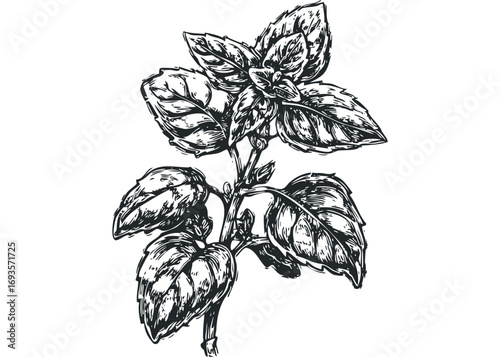 Ink drawing of a basil plant sprig with detailed leaves on a transparent background. Vector hand drawn illustration